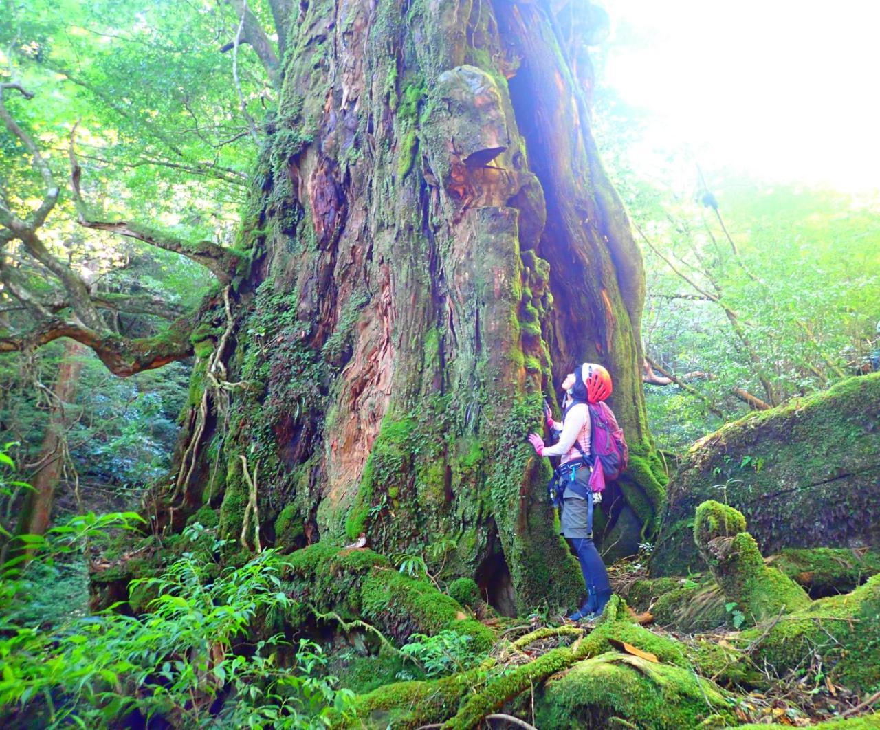 Yakushima Cottage Morino Fairy All Cotage With Open-Air Bath Exterior foto